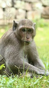 Moms teaches their offsprings which plants are good for them #LovelyMonkey #DakotaMonkey #AmberTroop | Lovely Monkey