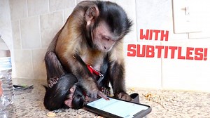 Watch This Funny Capuchin Monkey Send a Tweet on His iPhone! 🐵 WITH SUBTITLES! 😂 What part made you laugh-out-loud? 👇 | MonkeyBoo