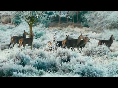 Color Grading | Davinchi | Deers Winter Season |