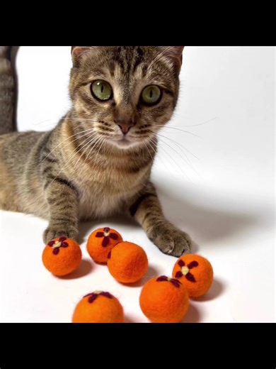 I’ve been really into pet gear lately.#cattoy #share #petgear #dogs