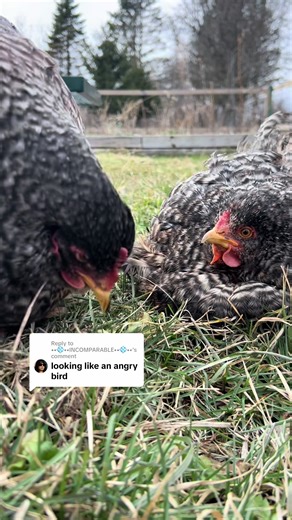 Replying to @••💠••INCOMPARABLE••💠•• we are obsessed with how angry Snowflake can look 😂😂 she is truly the sweetest chicken ever but you wouldn't always know it by the look she gives🤭🤭