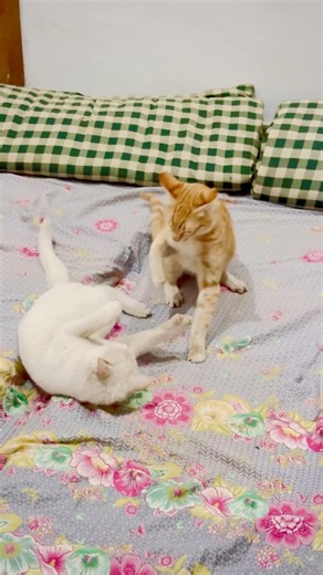 Fight starts again, round 2 loading… 😹😹 #funniestcats