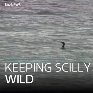 7.5K views · 27 reactions | From afar, beaches in the Isles of Scilly look pristine - but as with every other part of our coastline, plastic waste washes up here, too. This is how the Isles of Scilly Wildlife Trust and local volunteers are tackling the issue.  | ITV News West Country | Facebook