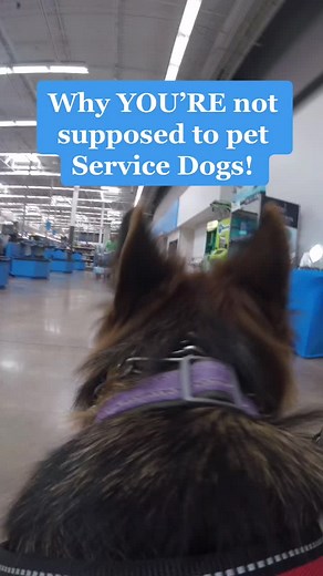 The most ask question answered #servicedog #dog #fyp #foryou #disabled #serviceanimal Audio @servicedogjake