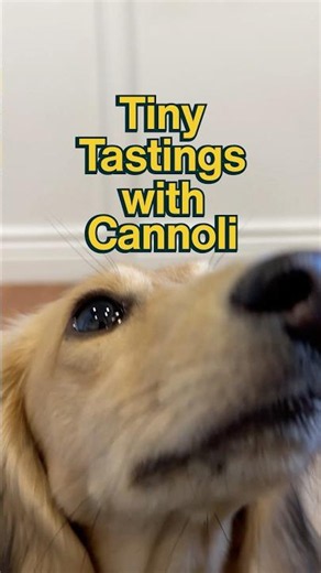 Tiny Tastings with Cannoli ft. Beef & Russet Potato Recipe