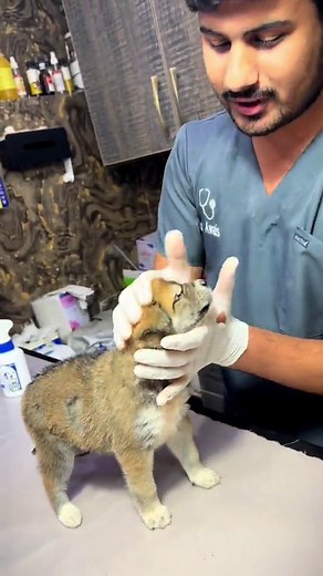 Effective Use of Frontline Spray for Pets