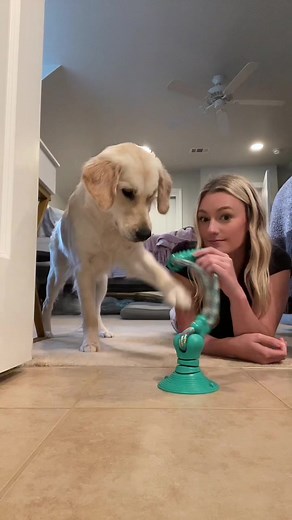 I think my dog is the only one to not like the viral dog toy #fyp #dogsoftiktok #dogtoys #foryoupage #dogs #goldenretriever #goldenretrieverlife