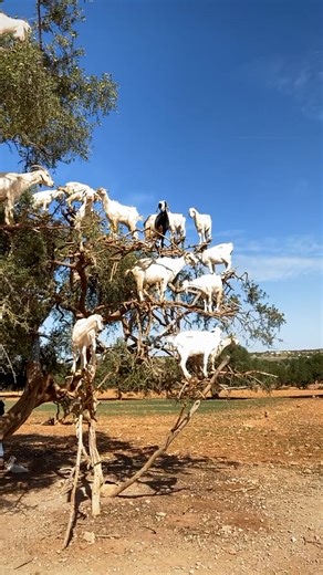 A tree full of goats! 🐐🤣 | Sassy