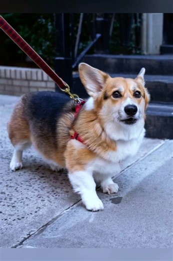 29K views · 1.5K reactions | Andy aka Nard dog #nyc #dogphotographer #dogs | The Dogist Fan | Facebook