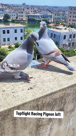 Topflight Racing Pigeon Loft: A Guide to Excellence