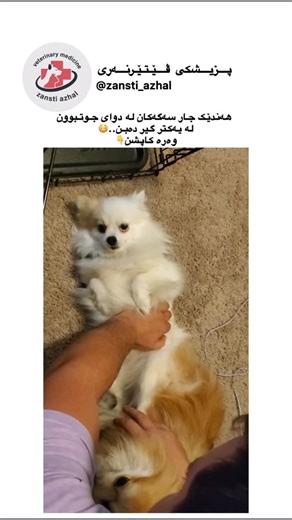 ‎(zansti_azhal)زانستی ئاژەڵ‎ on Instagram‎: "پێش هەموو شتێک ئەمە حاڵەتێکی ئاساییە زۆر جار لە سەگەکان روودەدات پاش جوتبوون وە ئەم حاڵەتە پێی دەوترێ(copulatory tie). ئێستا با بزانین کە چۆن ڕوودەدات: لە ماوەی جوتبوون رژێنەک لە دەوری چوکی نێرەی سەگەکە ئەستور دەبێ بە ناوی(bulbus glandis). بێگومان ئەم ئەستور بوونە بێ هۆ نیە بەڵکو ئەمە وەک قفڵێک وایە کە یارمەتی دەرە لە دڵنیا بوونەوە لە گەشتنی سپێرمەکان بە شوێنی مەبەست. ئەمەش ٥ بۆ ٣٠ خولەک دەخایەنێت ڕەنگە کەمتر یان زیاتر بێت. چیبکەین لەو کاتەدا: بەهیچ ش