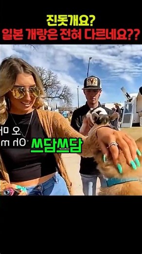 미국에서 주목받는 한국 진돗개 해외반응 #국뽕
