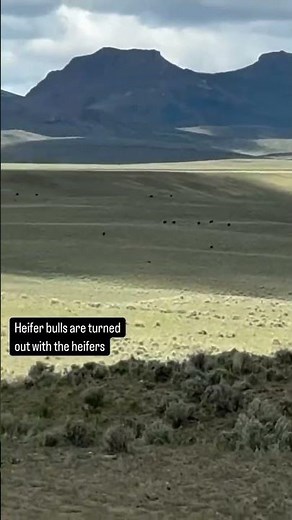 What is a “Heifer Bull”? Answer in the description.