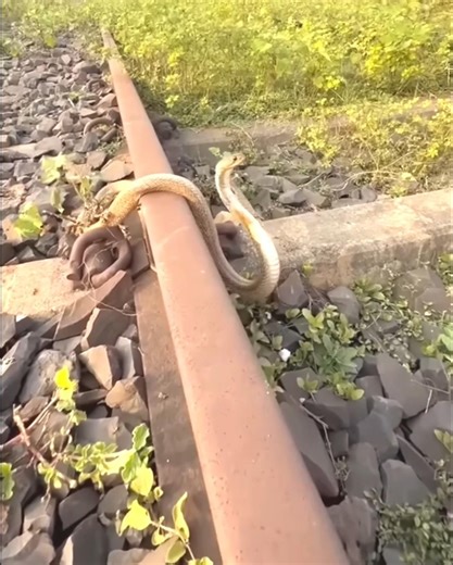Snake in Rail line 🐍