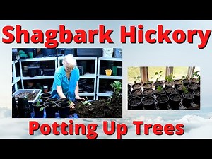 Potting up Shagbark Hickory trees