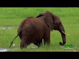 FORESTRY COMMISSION GHANA - OFFICIAL DOCUMENTARY