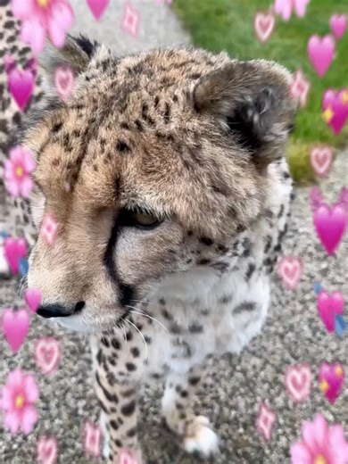 Double beauty in your feed! 🌷 Celebrating International Women's Day with Masha and Gerda. Which of our girls do you want to hug more today? Write in the comments and happy holiday to all ladies! 💖 Двойная порция красоты в вашей ленте! 🌷 Встречаем 8 Марта вместе с Машей и Гердой. Кого из наших девочек вам сегодня хочется обнять сильнее? Пишите в комментариях и с праздником, дорогие дамы! 💖 #i_am_puma #bigcat #funnycat #cheatah #womensday #celebration #i_am_puma_official