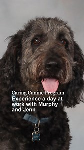 Jennifer Rodemeyer is a manager in the Child Life Program and handler to caring canine, Murphy. Jen and Murphy work together in the Mayo Clinic Children's Center. ⁠ ⁠ Follow a day with Jen and Murphy as they head to work! Each comment is an extra treat or belly rub for Murphy 💖 | Mayo Clinic