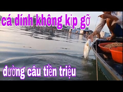 Đường Câu Giăng Đáng Tiền Triệu , Cá Dính Câu Không Khác Trong Hầm Cá Nuôi # SĂN BẮT ĐỒNG THÁP #