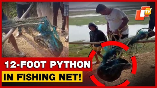 12-Foot Python Rescued From Fishing Net In Chilika Lake, Rescued By Forest Department | Odisha