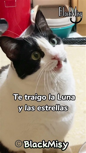 Misy romántico 😻 #cat #humor #risa #comedia #humorgatos