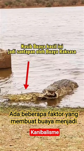 Kanibal! Buaya raksasa Lahab Buaya lainnya