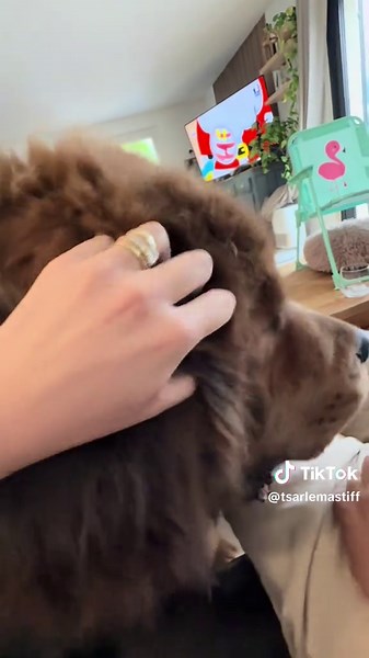#mastiff #dog #chien #doguedutibet #tibetanmastiff