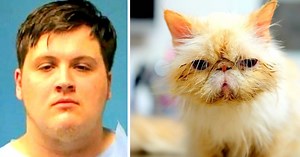 19-Year-Old Mutilates Cat In Restaurant Bathroom To Get Revenge For Being Fired