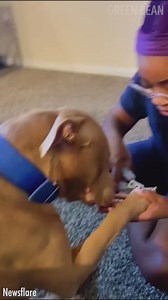 180K views · 4.7K reactions | There are only 2 types of dogs: | Bright Side Fun | Facebook