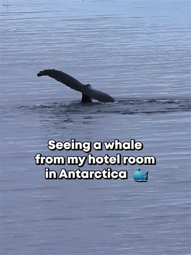 Observando ballenas desde mi habitación en Antártida