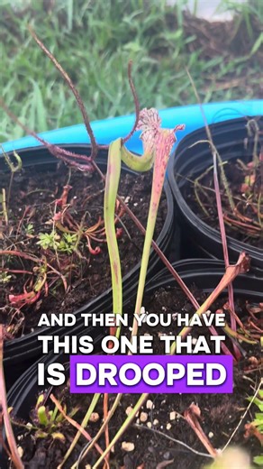 Pitcher Plant needing a break.