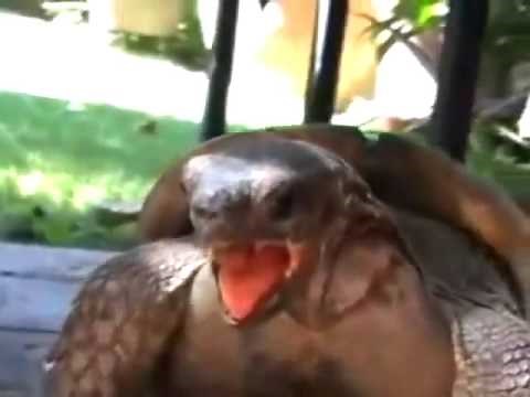 Tortoise screaming