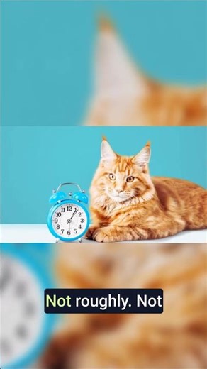 Your cat knows what time it is, EXACTLY!