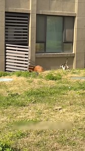 Epic Showdown: Cats vs Dogs ....#CatsVsDogs #EpicBattle #FunnyAnimals #PetWars #Cats #Dogs #AnimalLovers #PetShowdown #FurryFrenemies #AnimalsOfInstagram #PetFight #AnimalComedy #Pets #CatLovers #DogLovers #ViralPets | Cat Lovers