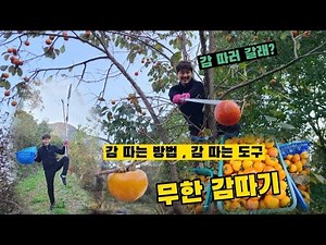 감 따기 / 감 따는 도구 / 감 따는 장비 / 감 따는 모습 / 이곳은 삶의체험현장 / 감 따기 체험 / 가족 브이로그 / 감 노동 현장 / 과일 따는도구 /