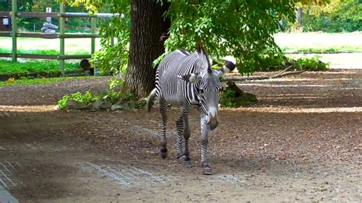 Zebra, Mammal, Animal. Free Stock Video