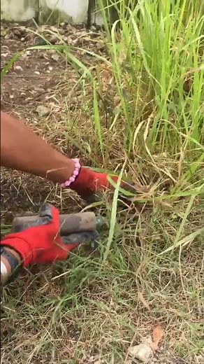 Cutting grasses and weeds using a bolo ❤️ Bolo #shorts #likes #life #tools