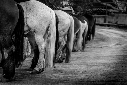 Ready the Day - Black & White Horse Wall Art, Rustic Equestrian Print, Horse Line up Photo, Modern Farmhouse Decor, Monochrome Canvas Art - Etsy