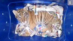 Beamte retten Tigerbaby in Mexiko