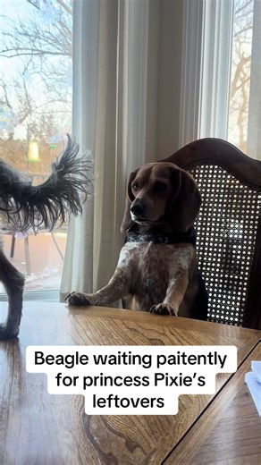 My Aunt and Uncle spoil their pups 😄❤️ #dogsoftiktok #beagle #doglover #fypシ