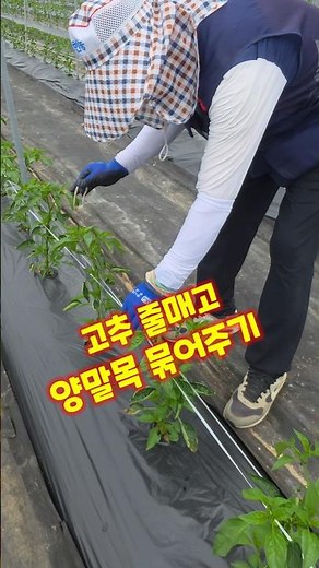 고추 줄매고 좌우고정 양말목 사용법 괴산청결고추 괴산고추 충북 괴산 풀뿌리농장 #shorts