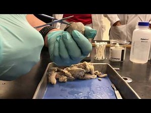 Cow eye dissection 2