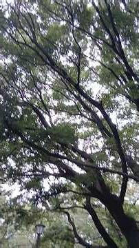 일본 여행, 나고야성 주변 산책｜역사와 자연이 함께하는 힐링 여행 #나고야여행 #일본여행 #나고야관광 #성여행 #산책