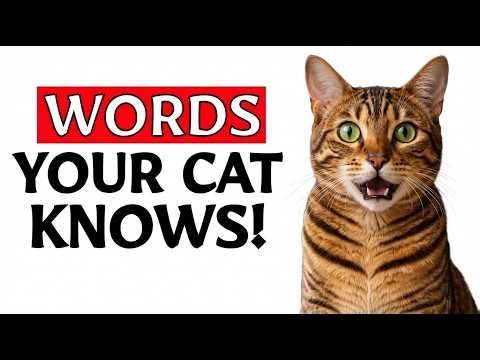 5 Simple Words That Your Cat Understands Better Than You Think | Feline Facts