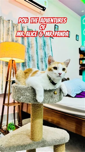 The adventure Mr. Alice & Mr. Panda | #cat #meow #ytshorts #ytcat #meowing #meowmoe #catboy #yeen