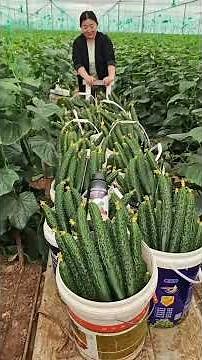 Continuous cropping of vegetables brings many diseases; crop rotation