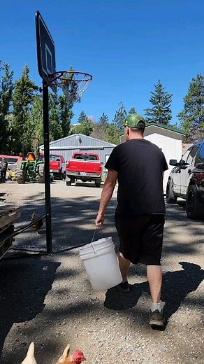 16K views · 2K reactions | #goat #goatmilk #dairy #simplelife #homestead #homesteading #farm #farming #turkeys #chickens #usa | Mountain Spring Homestead | Facebook