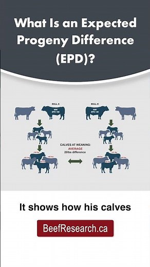 What is an EPD? #beefcattle