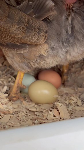Witness a Chicken Laying an Egg! 🥚