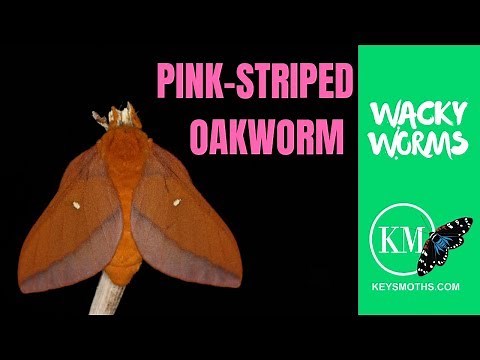 Pink Striped Oakworm Moth Lifecycle
